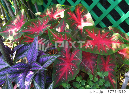 カラジウム 37754350