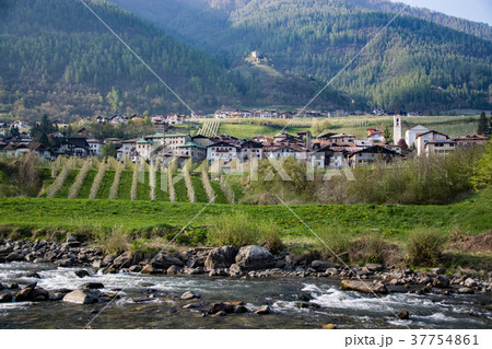 Apple Blossom at Caldes, Trentino, Italy 37754861