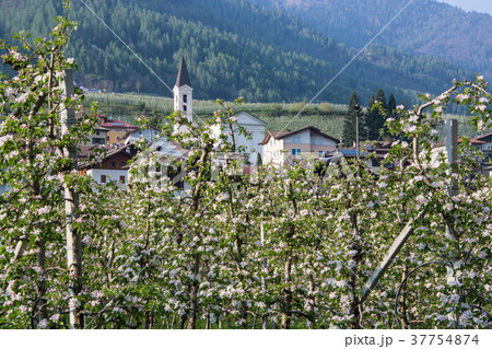 Apple Blossom at Caldes, Trentino, Italy Apple Blossom at Caldes, Trentino, Italy 37754874