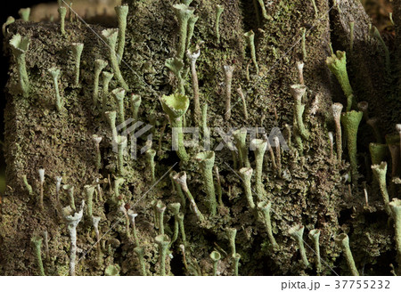 Lichen colony Lichen colony 37755232