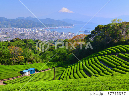 日本平からの春の風景-8995 日本平からの春の風景-8995 37755377