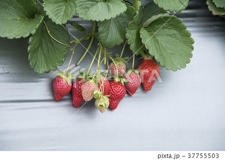 イチゴ いちご 苺 37755503
