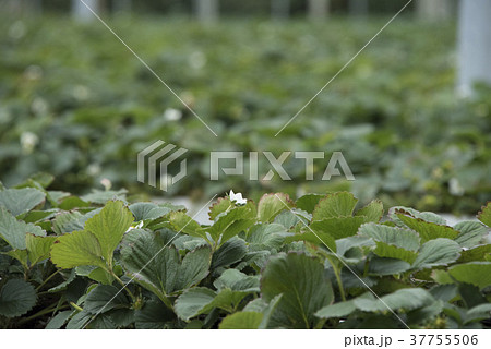 イチゴ いちご 苺 37755506