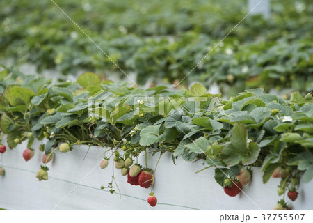 イチゴ いちご 苺 37755507