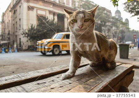 インドのコルカタ　歴史的な古い建築物と片腕のない野良猫　通りを走る黄色のタクシー　 37755543