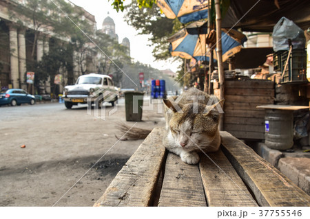 インドのコルカタ 歴史的な古い街並みと椅子の上で昼寝する野良猫 通りを走る白色の車 の写真素材