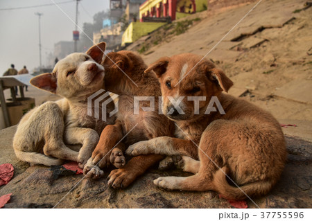 インドの世界遺産　ワラーナシー　ガンジス川のガートと子犬の群れ 37755596