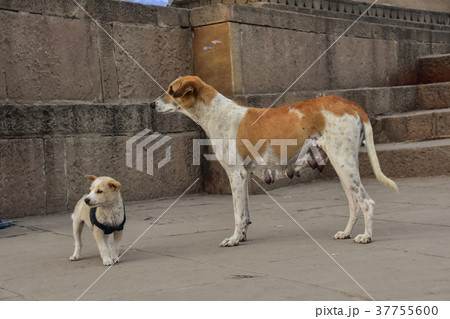 インドの世界遺産 ワラーナシー ガンジス川のガート 野良犬の親子 衣服を着ている子犬 インドの世界遺産 ワラーナシー ガンジス川のガート 野良犬の親子 衣服を着ている子犬 37755600