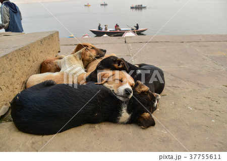 インドの世界遺産 ワラーナシーのガンジス川 昼寝をする子犬の群れと遊覧船 インドの世界遺産 ワラーナシーのガンジス川 昼寝をする子犬の群れと遊覧船 37755611