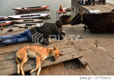 インドの世界遺産 ワラーナシーのガンジス川 ガートで昼寝をするインド人と犬と牛 インドの世界遺産 ワラーナシーのガンジス川 ガートで昼寝をするインド人と犬と牛 37755613