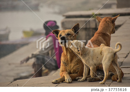 インドの世界遺産 ワラーナシーのガンジス川 仲良しの野良犬の親子 の写真素材