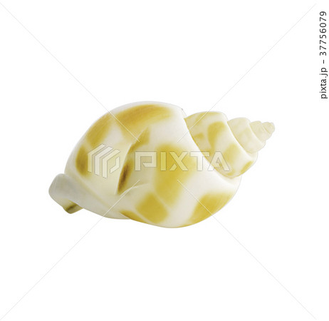 Close-up Marine sea shell isolated 37756079