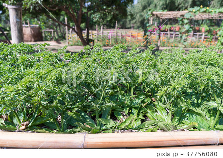 Culantro tree Long coriander in vegetable garden 37756080