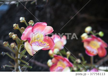 Shorea robusta(Couroupita guianensis) on the tree 37756113