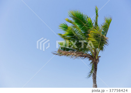 coconut tree impact with strong wind from sea 37756424