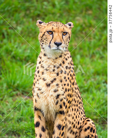 Portrait of cheetah Portrait of cheetah 37756442