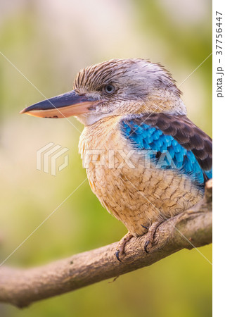 Portrait of male blue-winged kookaburra Portrait of male blue-winged kookaburra 37756447