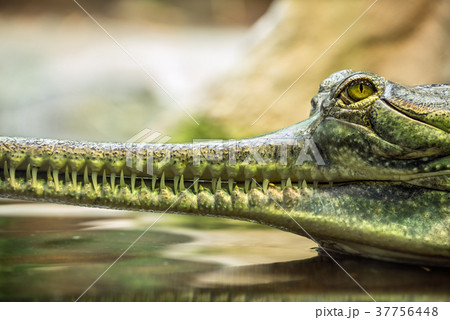 Gharial, also knows as the gavial Gharial, also knows as the gavial 37756448