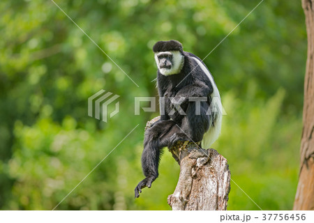 Mantled guereza also known as Colobus guereza Mantled guereza also known as Colobus guereza 37756456