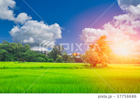 rice filed countryside landscape rural in thailand rice filed countryside landscape rural in thailand 37756686
