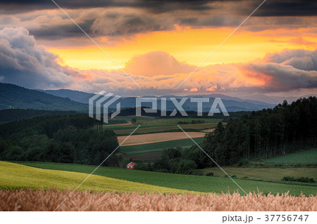 北海道　美瑛　風景　夕暮れ　 37756747