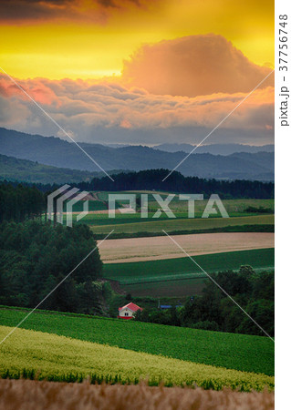 北海道　美瑛　風景　夕暮れ　 37756748