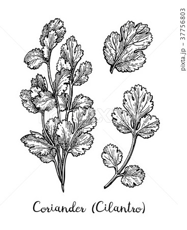 Coriander ink sketch. 37756803