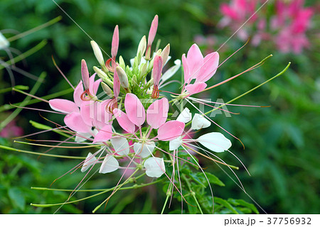 花 フラワー お花 37756932