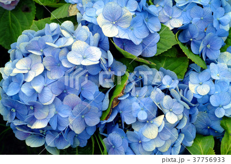 紫陽花 アジサイ あじさい 37756933