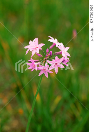 花 フラワー お花 37756934