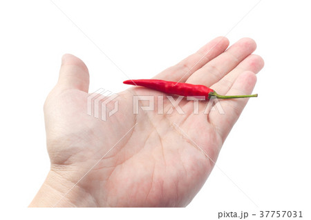 Thai Chili pepper on hand. 37757031