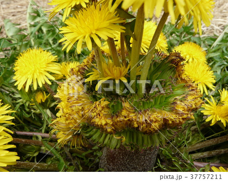 たんぽぽの王様（帯化タンポポ） 37757211
