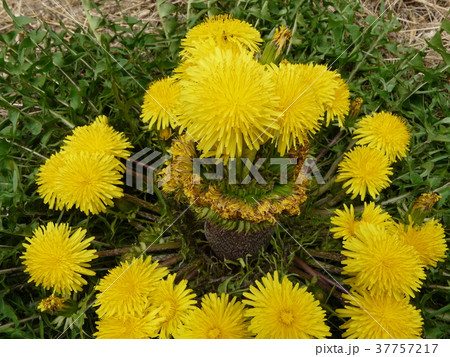 たんぽぽの王様（帯化タンポポ） 37757217
