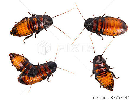 Set of isolated cockroach on white background 37757444