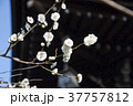 白梅と北野天満宮の山門 37757812