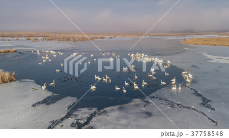 Comana lake in winter Comana lake in winter 37758548