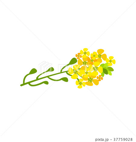 Rapeseed flowers cartoon vector Illustration 37759028