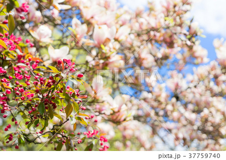 Garden with magnolia tree Garden with magnolia tree 37759740