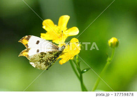 ツマキチョウ 37759878