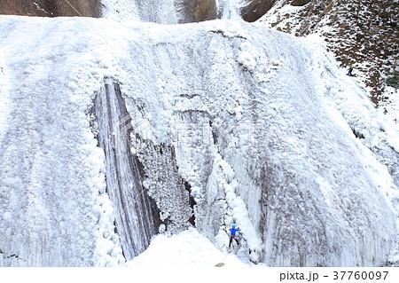 袋田の氷瀑とアイスクライマー 37760097