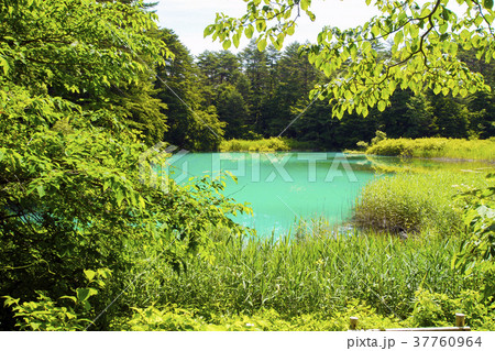 神秘の五色沼（青沼） 37760964