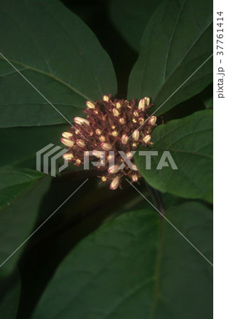 クレロデンドルム・クアドリロクラレ クレロデンドルム・クアドリロクラレ 37761414
