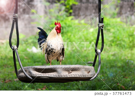 White rooster crows early morning on the cradle  37761473