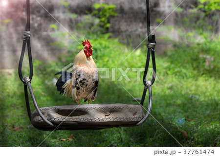 White rooster crows early morning in the garden White rooster crows early morning in the garden 37761474