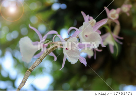 Beautiful purple orchid flower in the garden 37761475