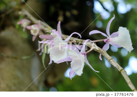 Beautiful purple orchid flower in the garden Beautiful purple orchid flower in the garden 37761476