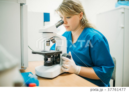 Veterinarian looks through a microscope in clinic 37761477