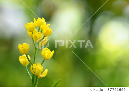 キンランの花 37761665