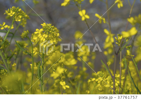菜の花 37761757