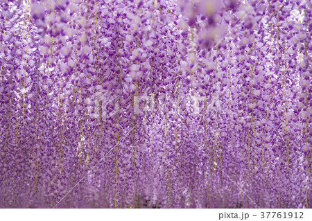 フジ 藤 フジ 藤 37761912